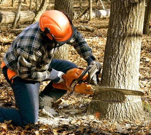 Tree Removal in Waubay, SD